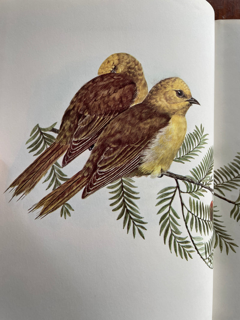 Small birds of the New Zealand bush – Elaine Power